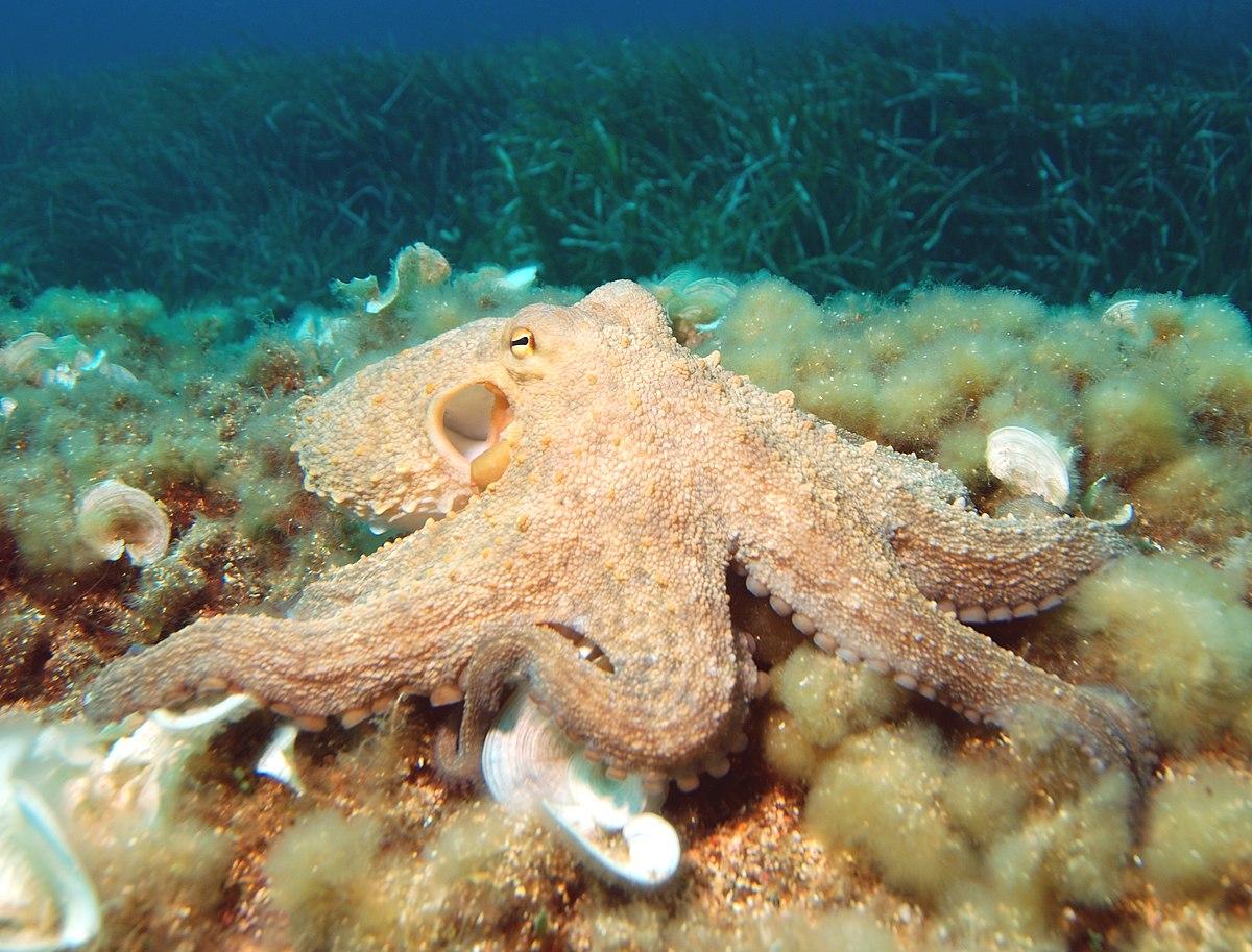 Common octopus - Wikipedia