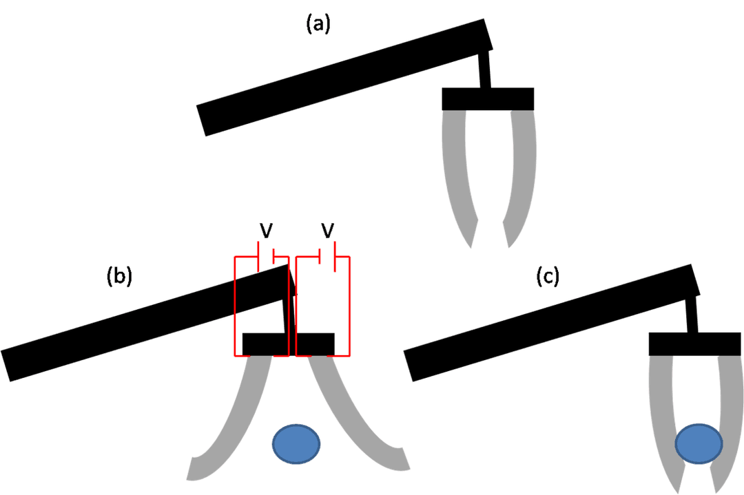 Electroactive polymer - Wikipedia