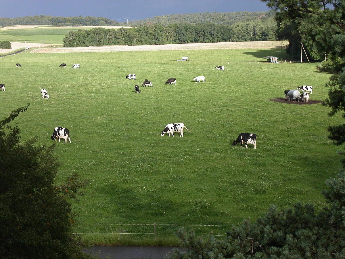 Prairie (agriculture) — Wikipédia