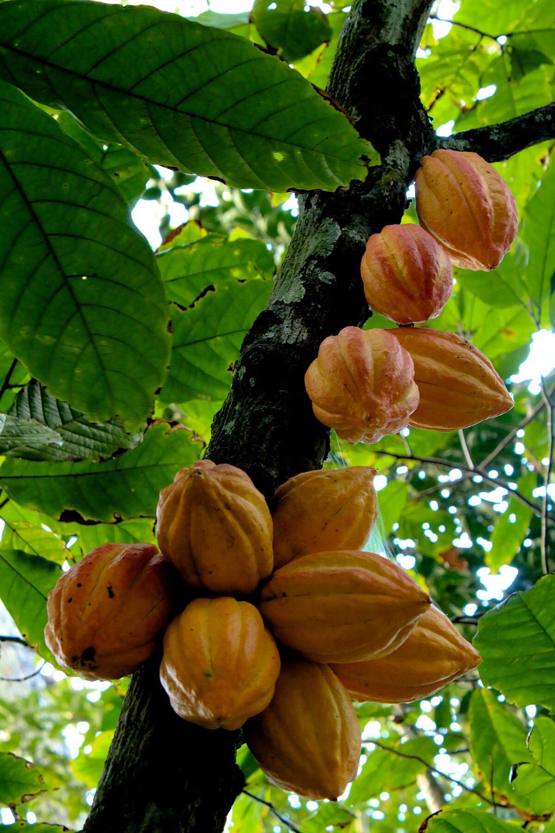 Theobroma cacao - Wikipedia