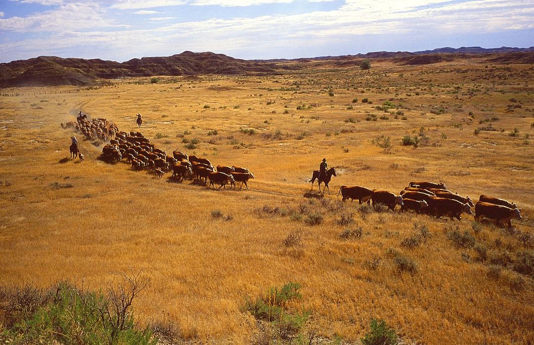 Land degradation - Wikipedia