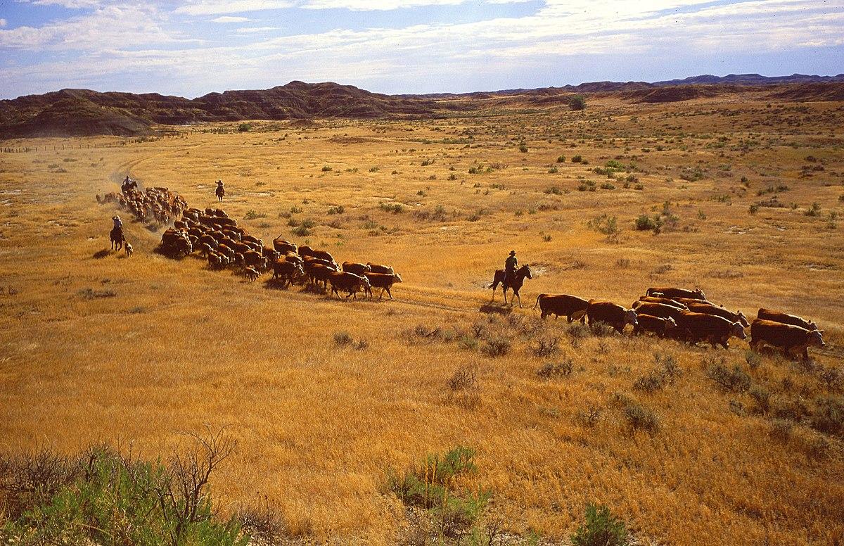 Land degradation - Wikipedia