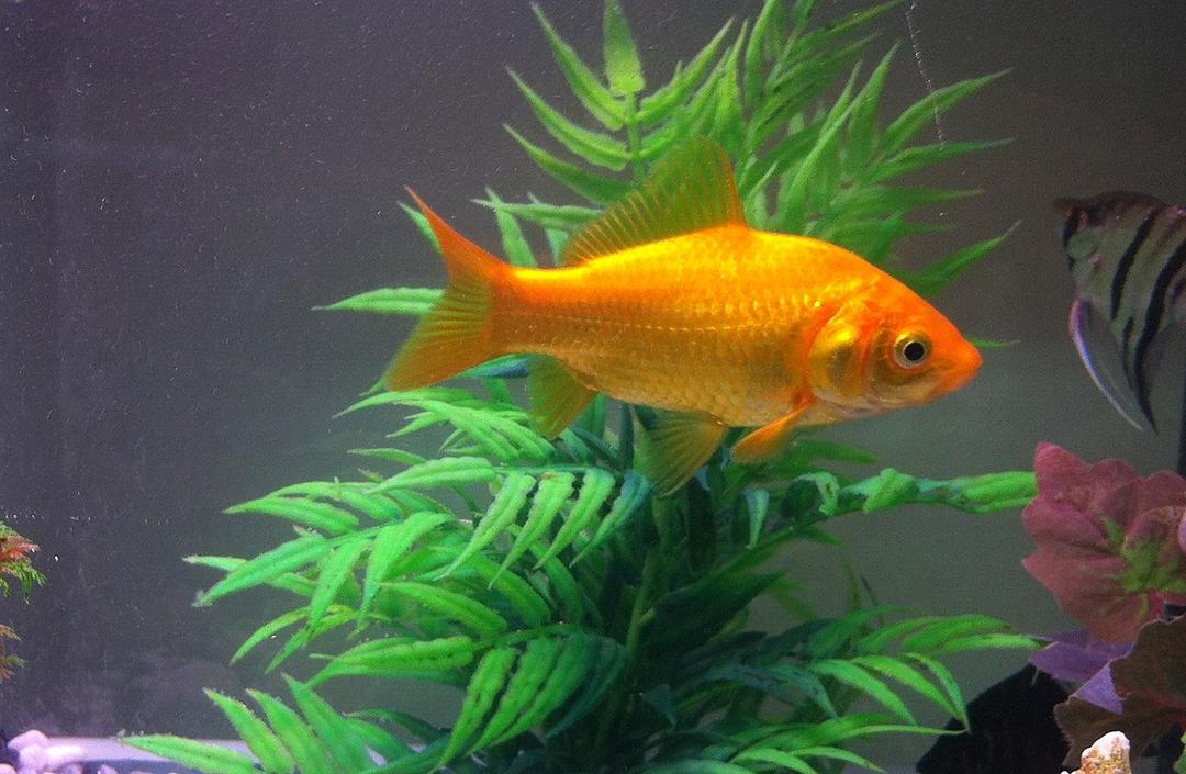 Goldfish - Wikipedia