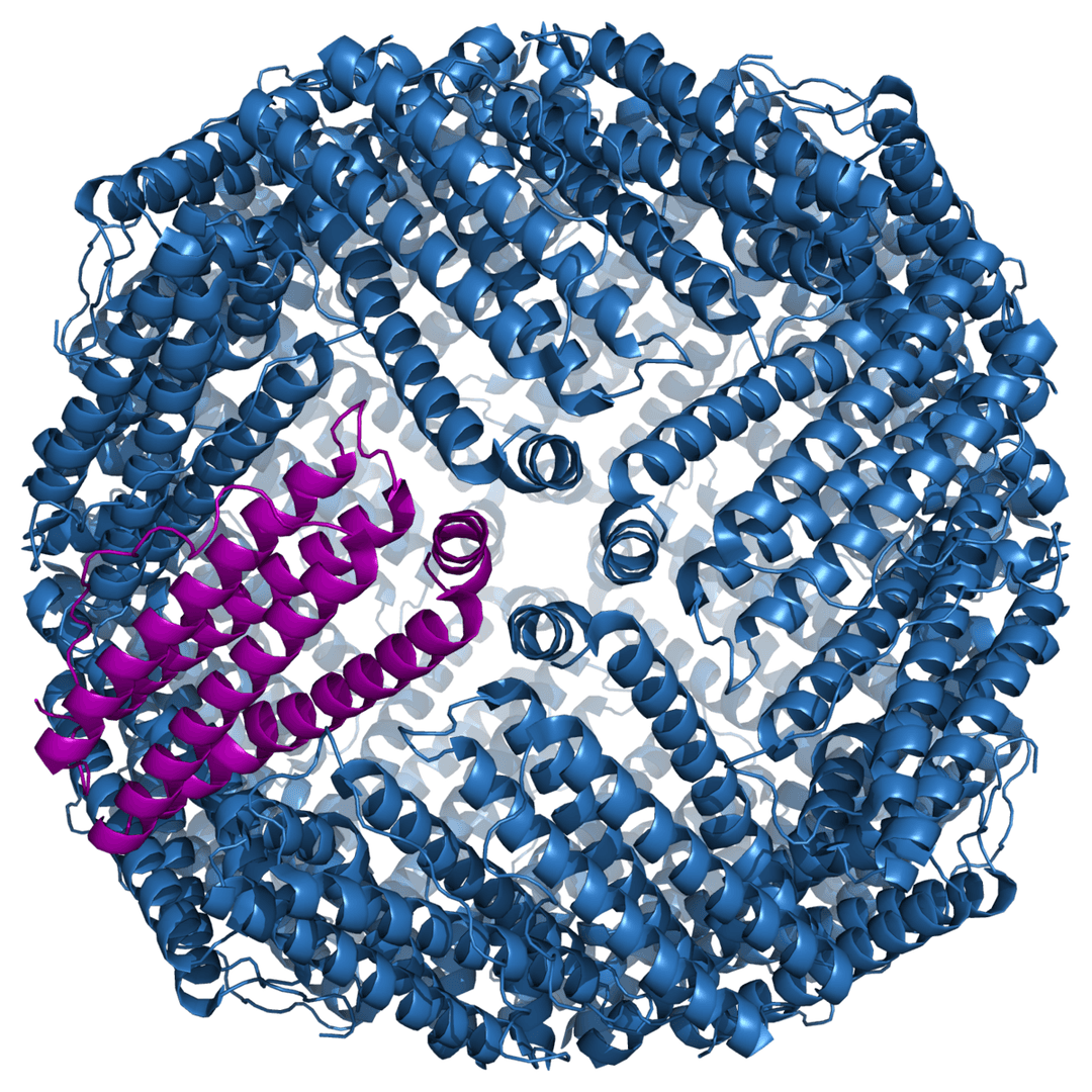 Ferritin - Wikipedia