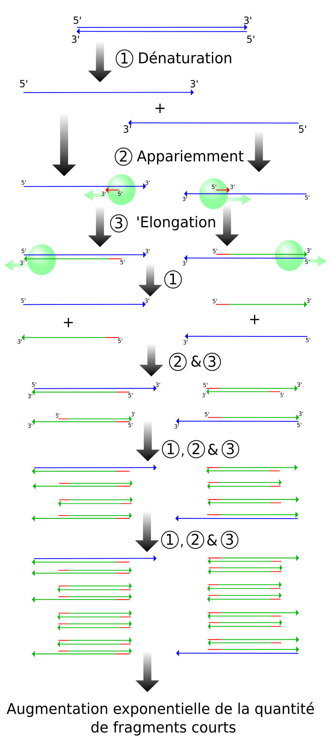 Réaction en chaîne par polymérase — Wikipédia