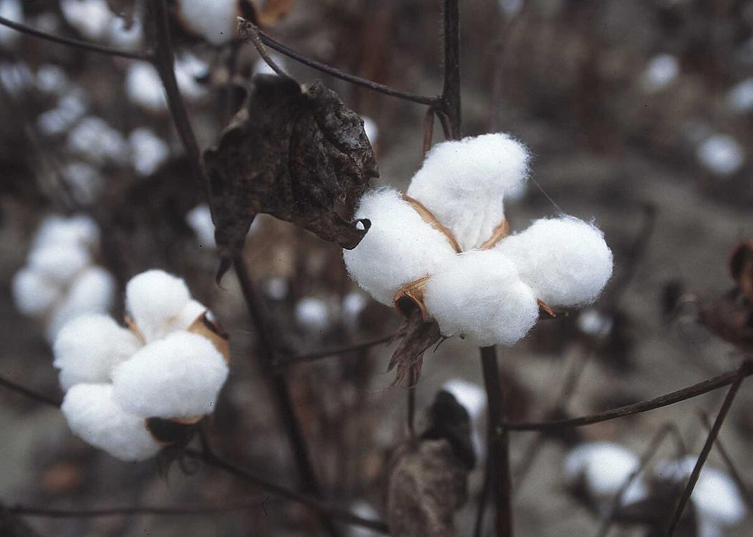 Cotton - Wikipedia