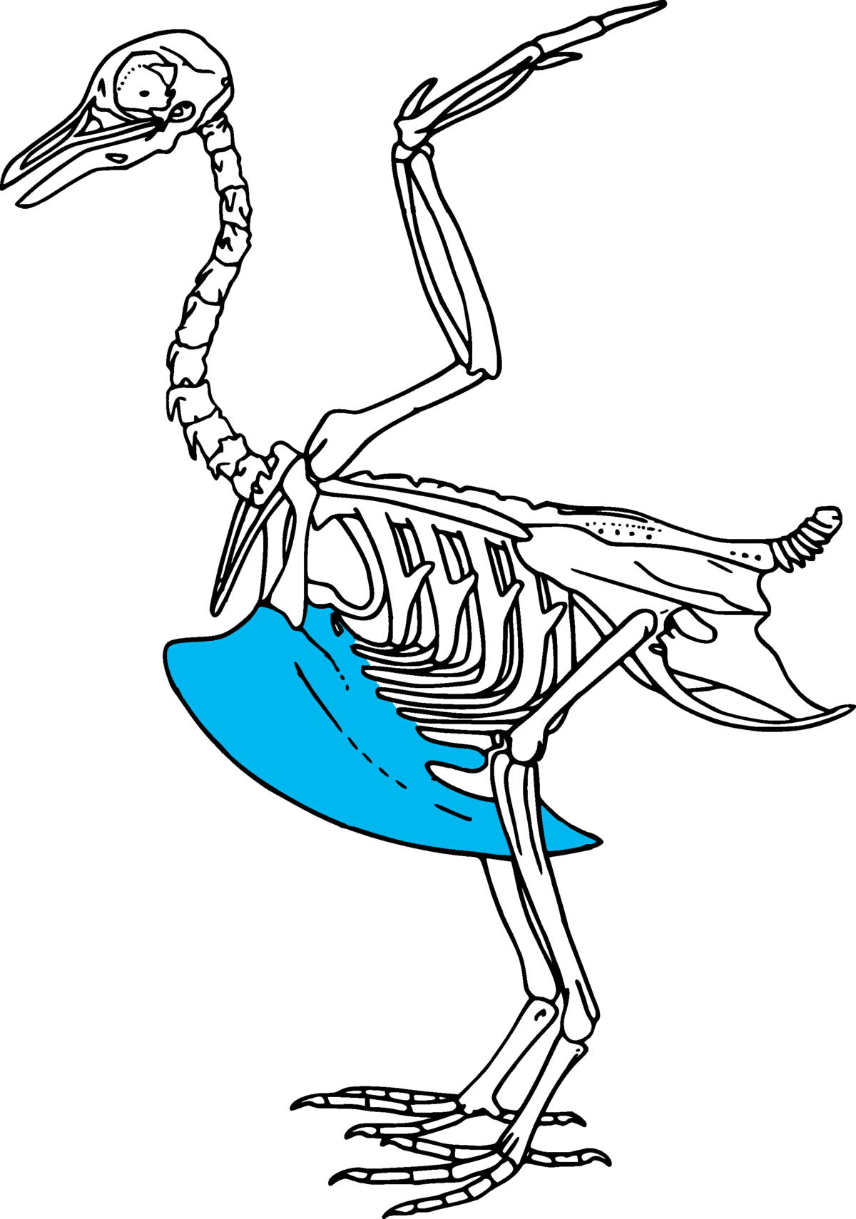 Keel (bird anatomy) - Wikipedia