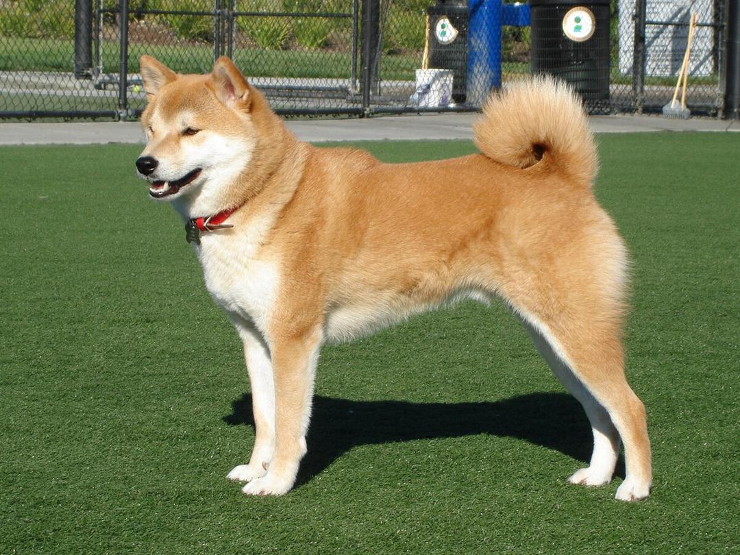 Shiba Inu - Wikipedia