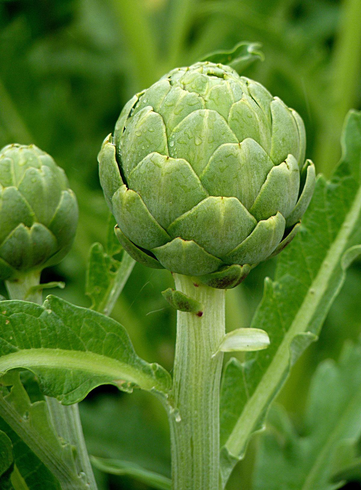 Artichoke - Wikipedia