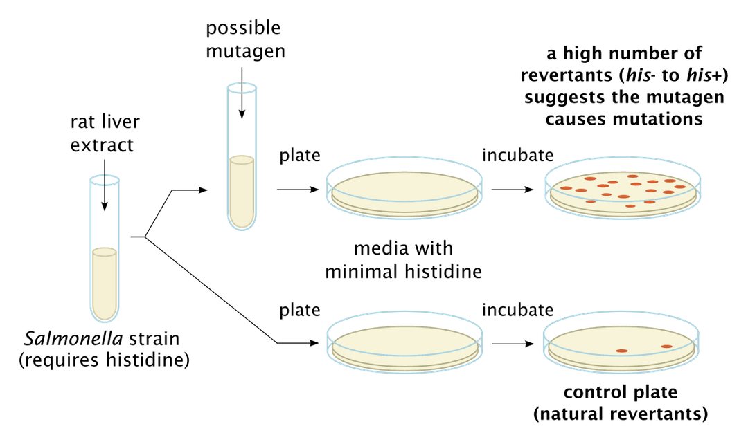 Test d'Ames — Wikipédia