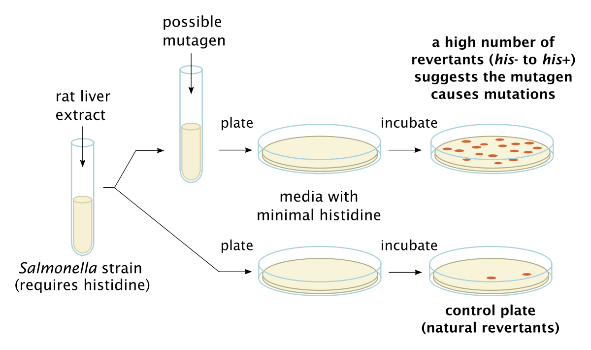 Test d'Ames — Wikipédia