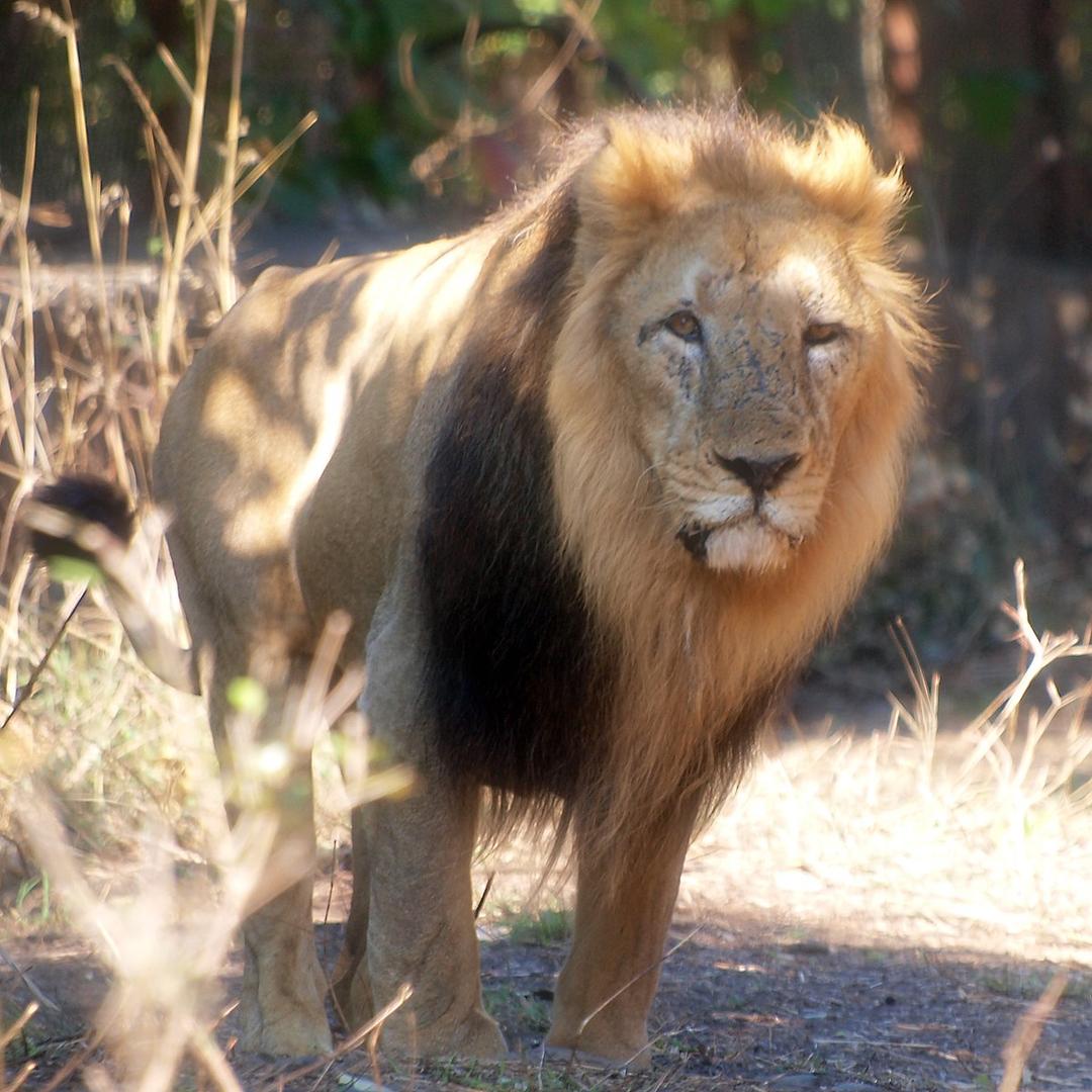 Asiatic lion - Wikipedia