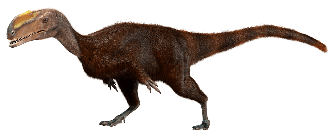 Proceratosauridae - Wikipedia