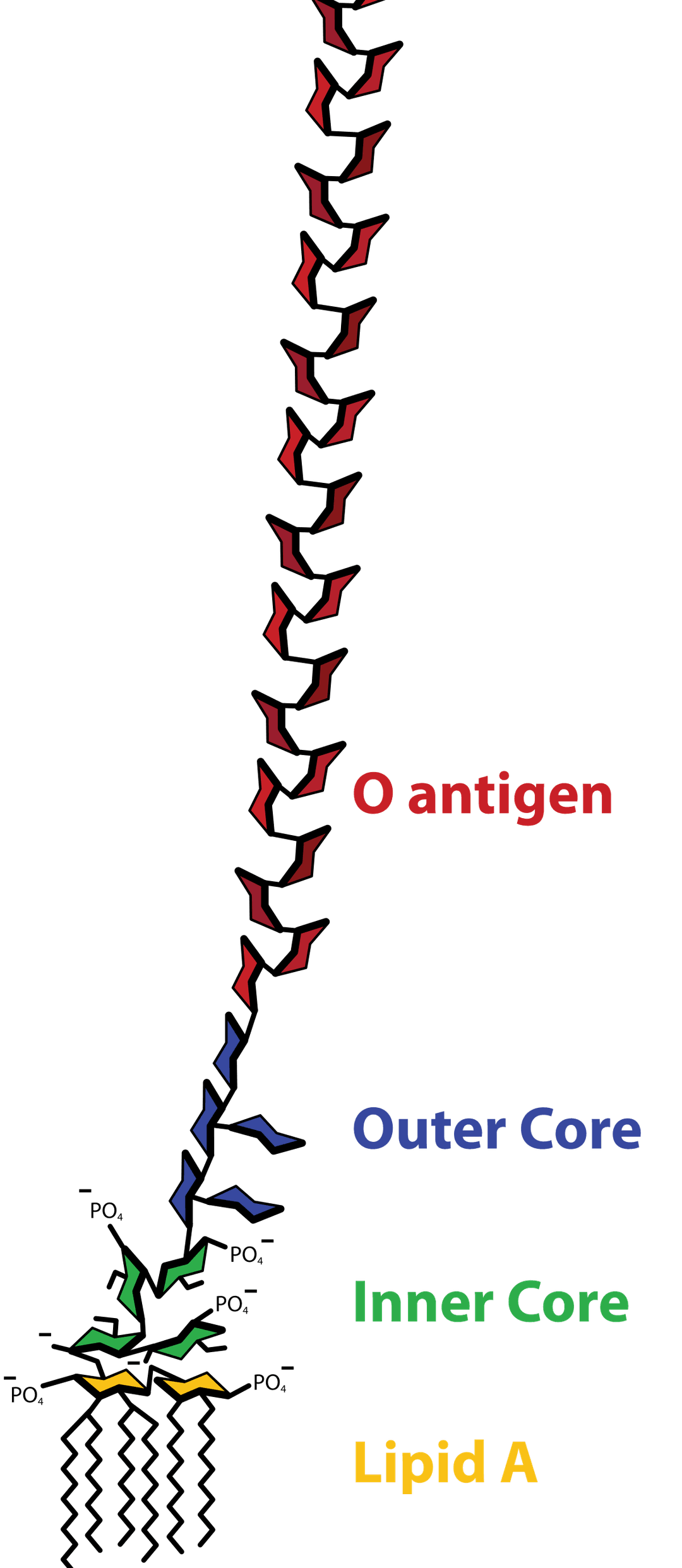 Lipopolysaccharide - Wikipedia