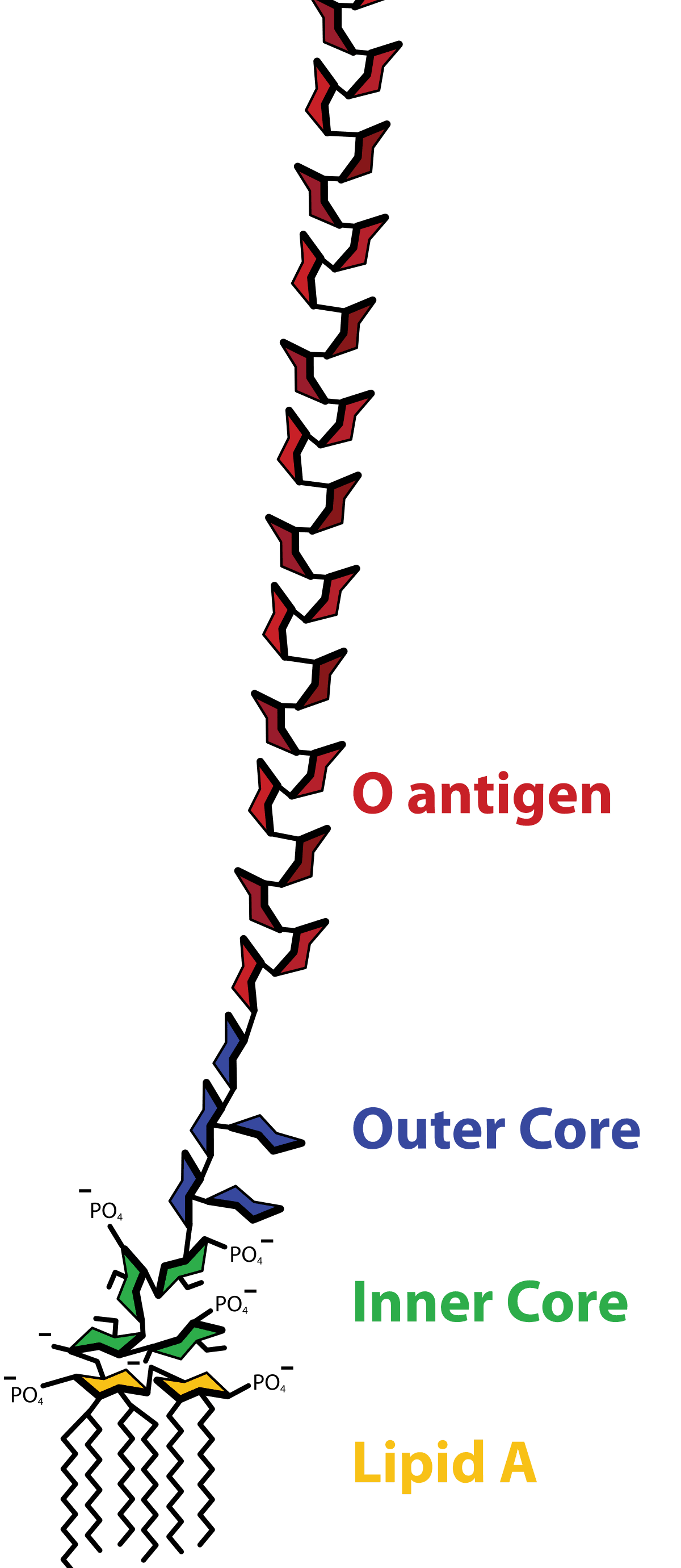 Lipopolysaccharide - Wikipedia