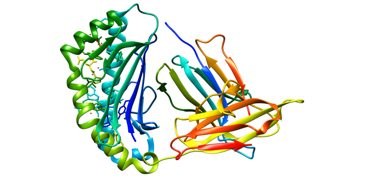 Alpha-fœtoprotéine — Wikipédia