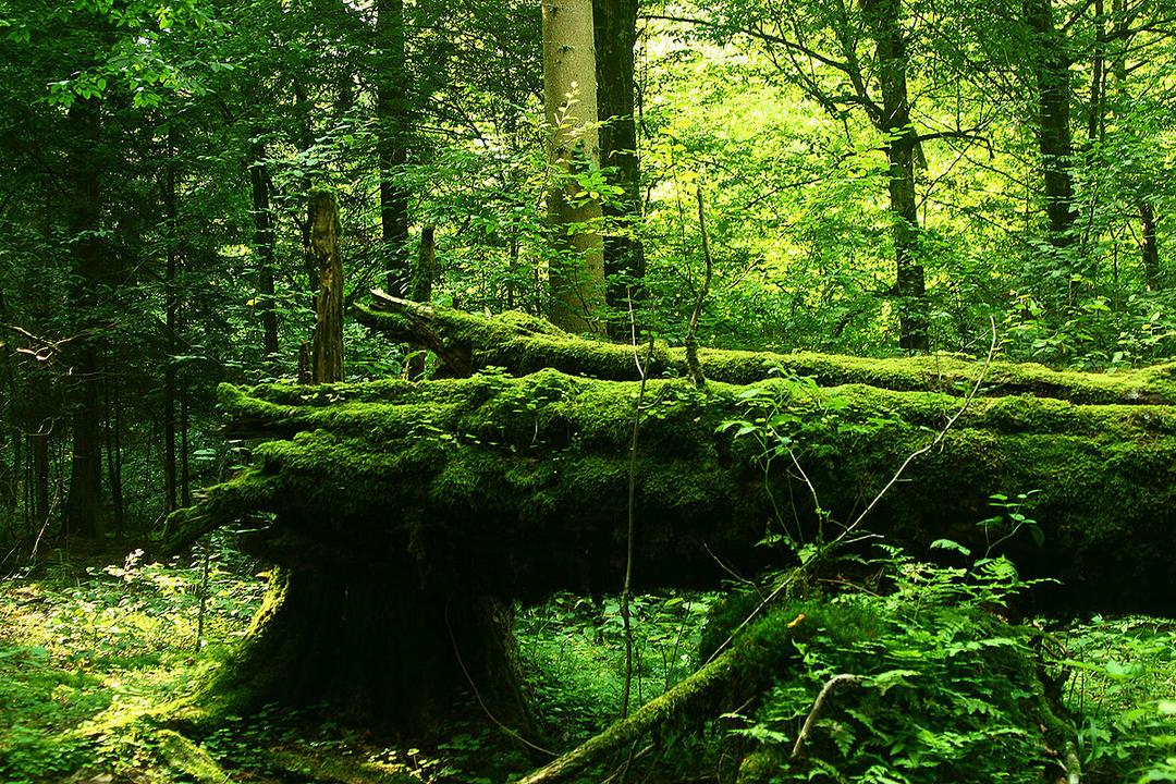 Forêt de Białowieża — Wikipédia