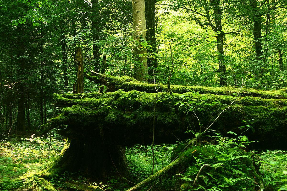 Forêt de Białowieża — Wikipédia