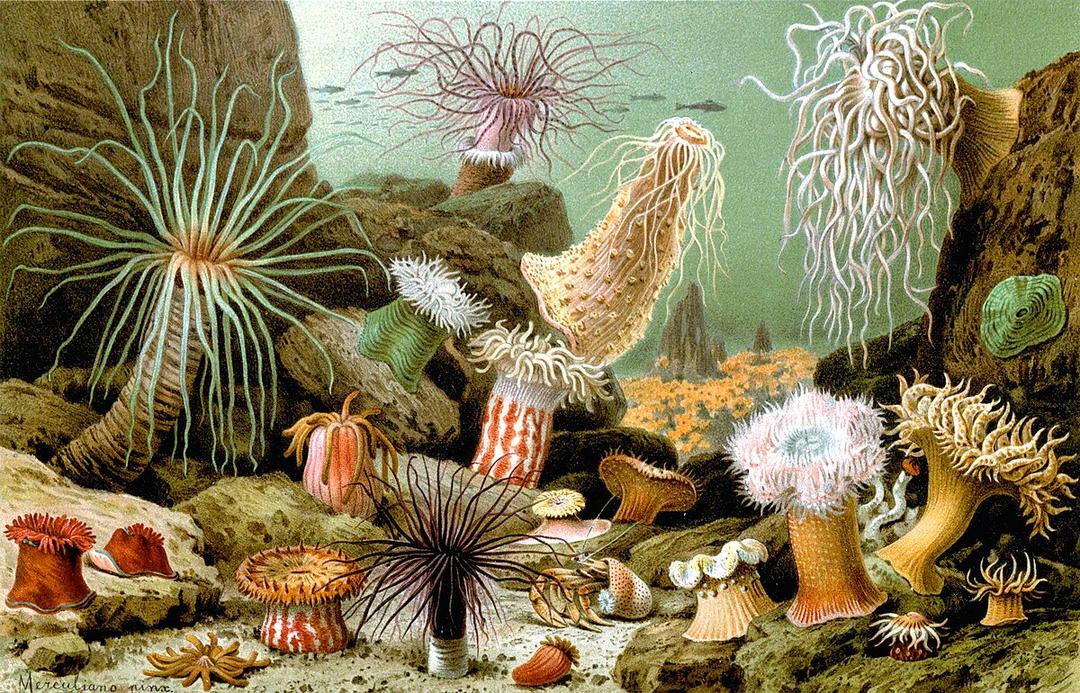 Sea anemone - Wikipedia