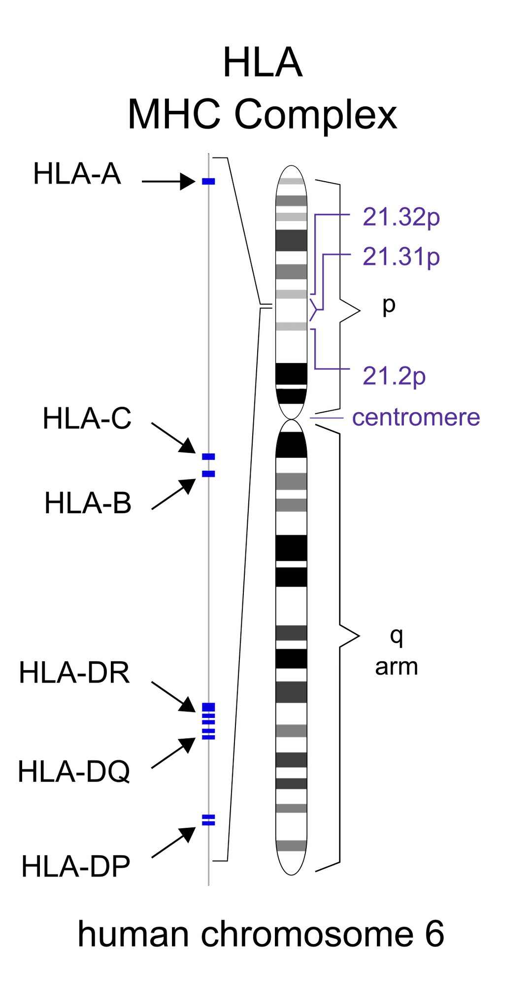 HLA (antigène) — Wikipédia