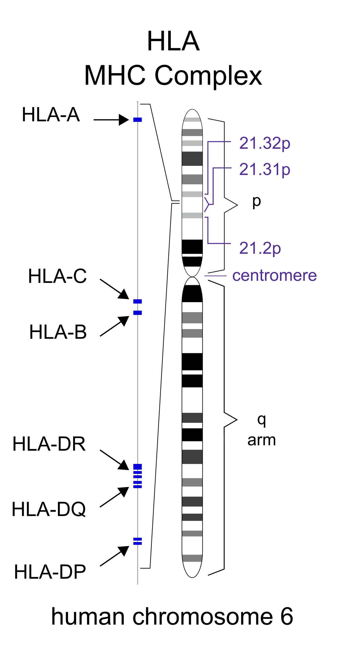 HLA (antigène) — Wikipédia