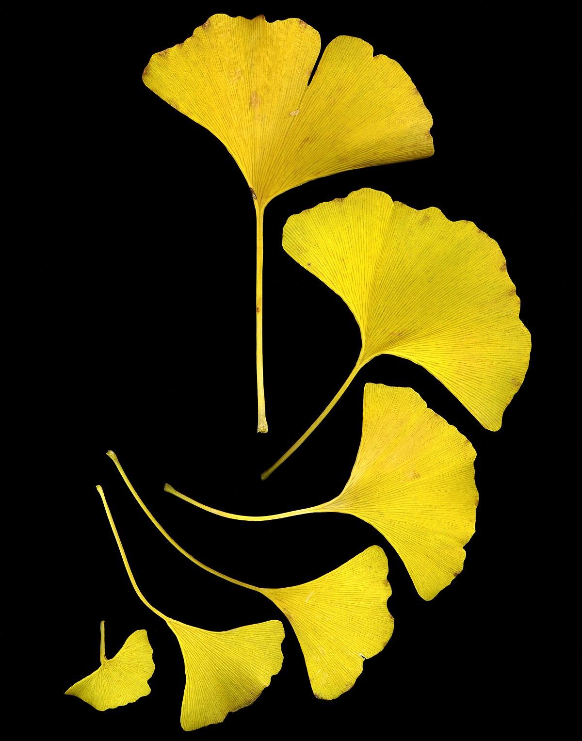 Ginkgo - Wikipedia