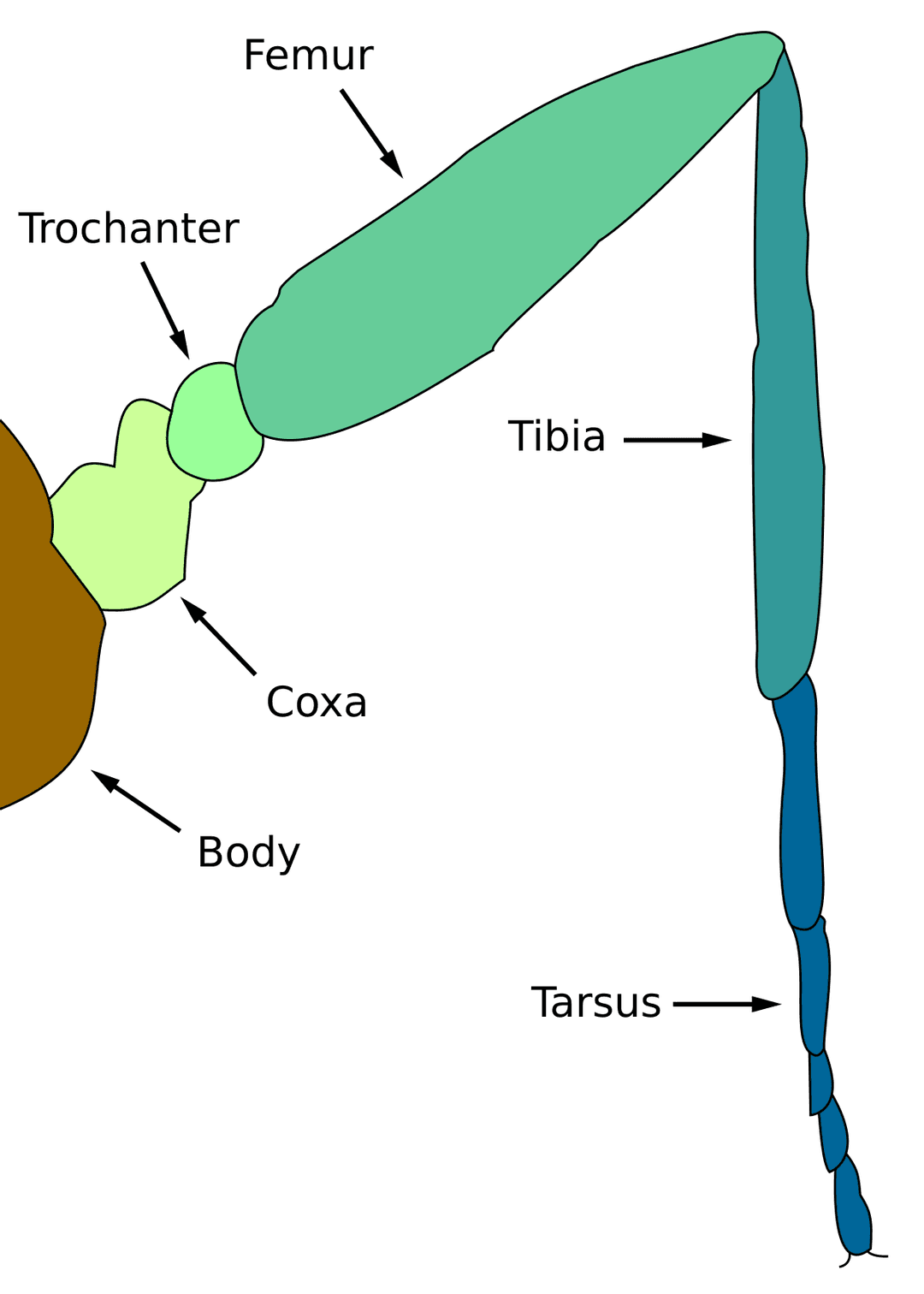 Leg - Wikipedia