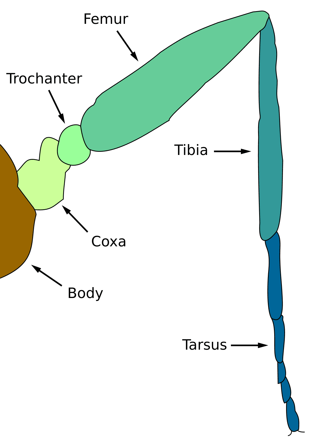 Leg - Wikipedia