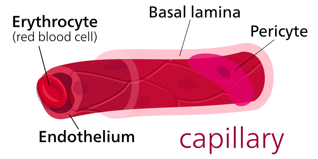 Capillary - Wikipedia