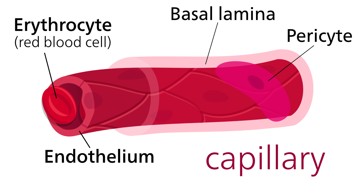 Capillary - Wikipedia