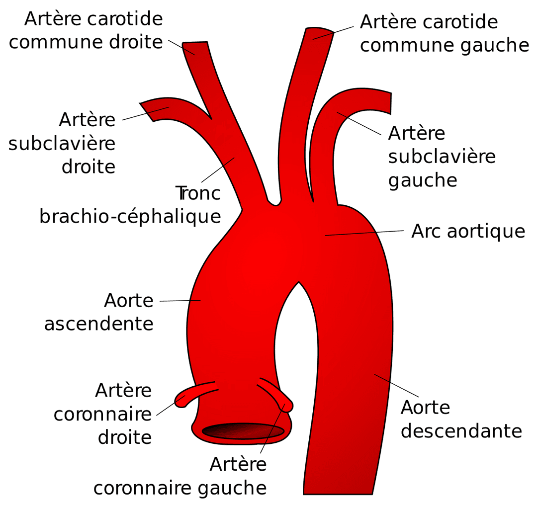 Artère subclavière — Wikipédia