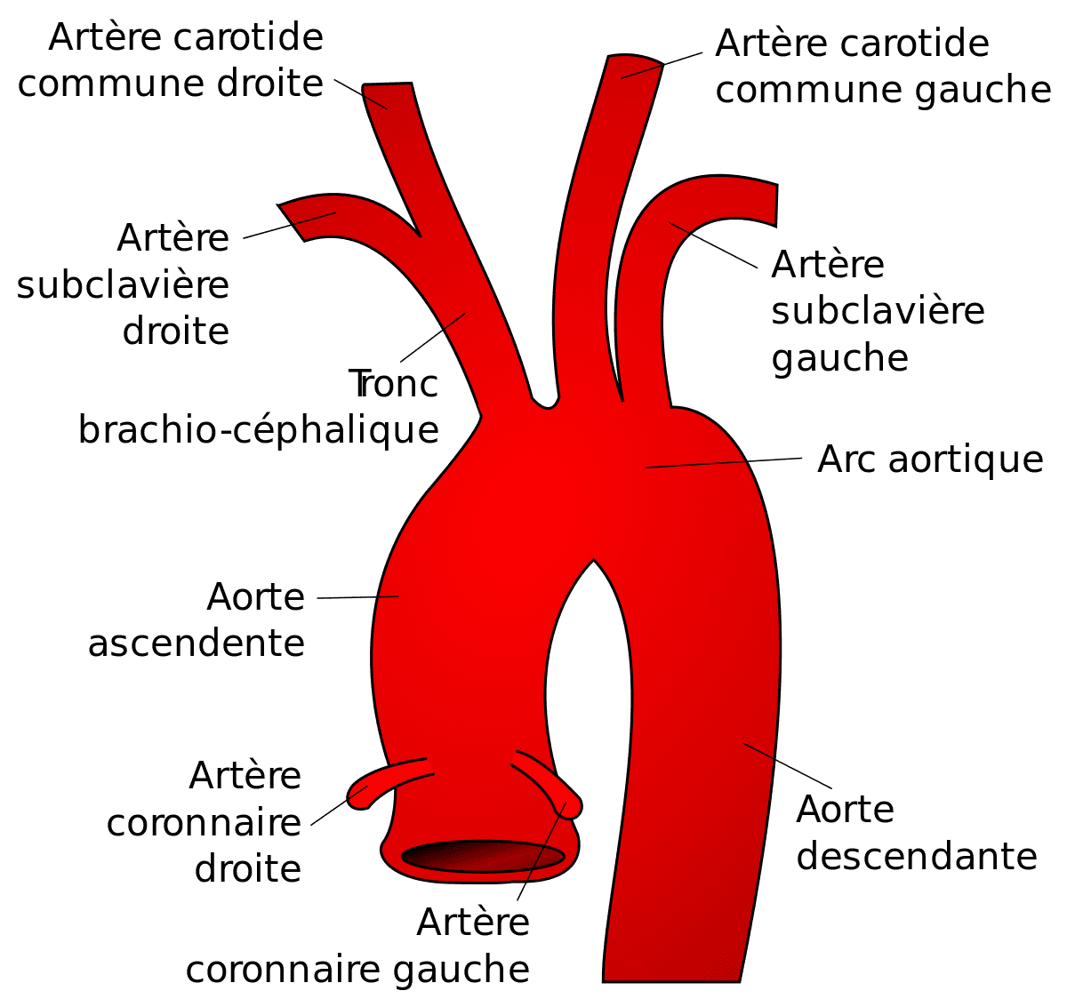 Artère subclavière — Wikipédia