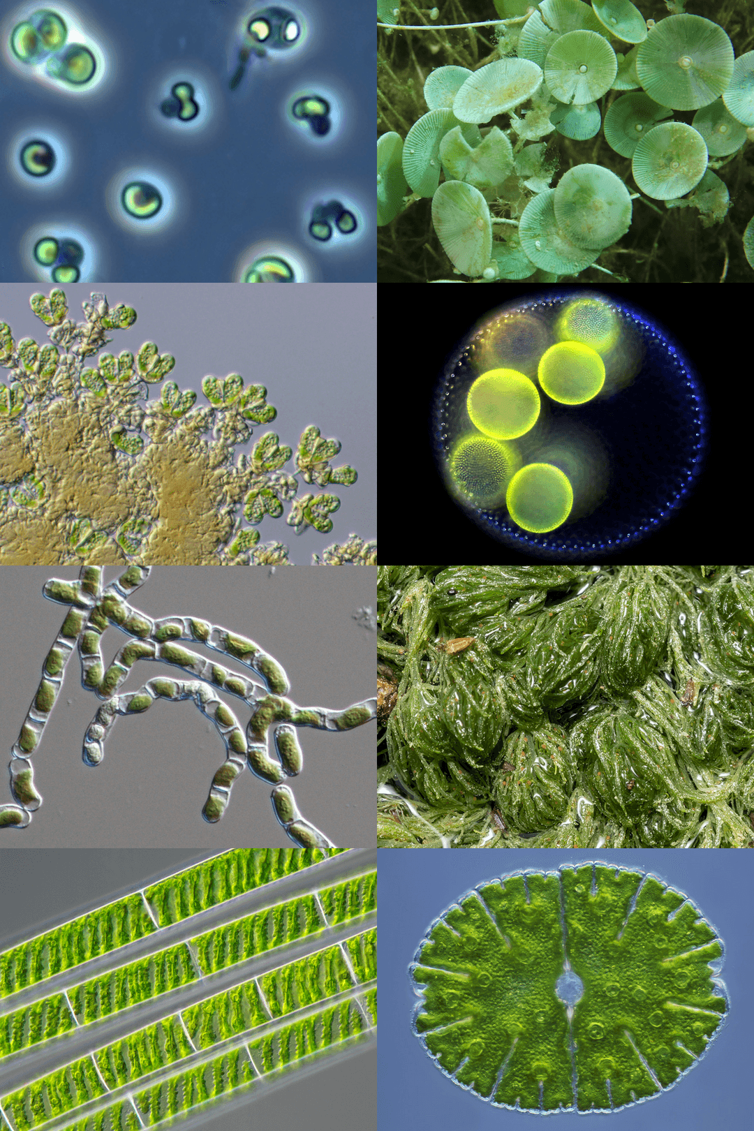 Green algae - Wikipedia