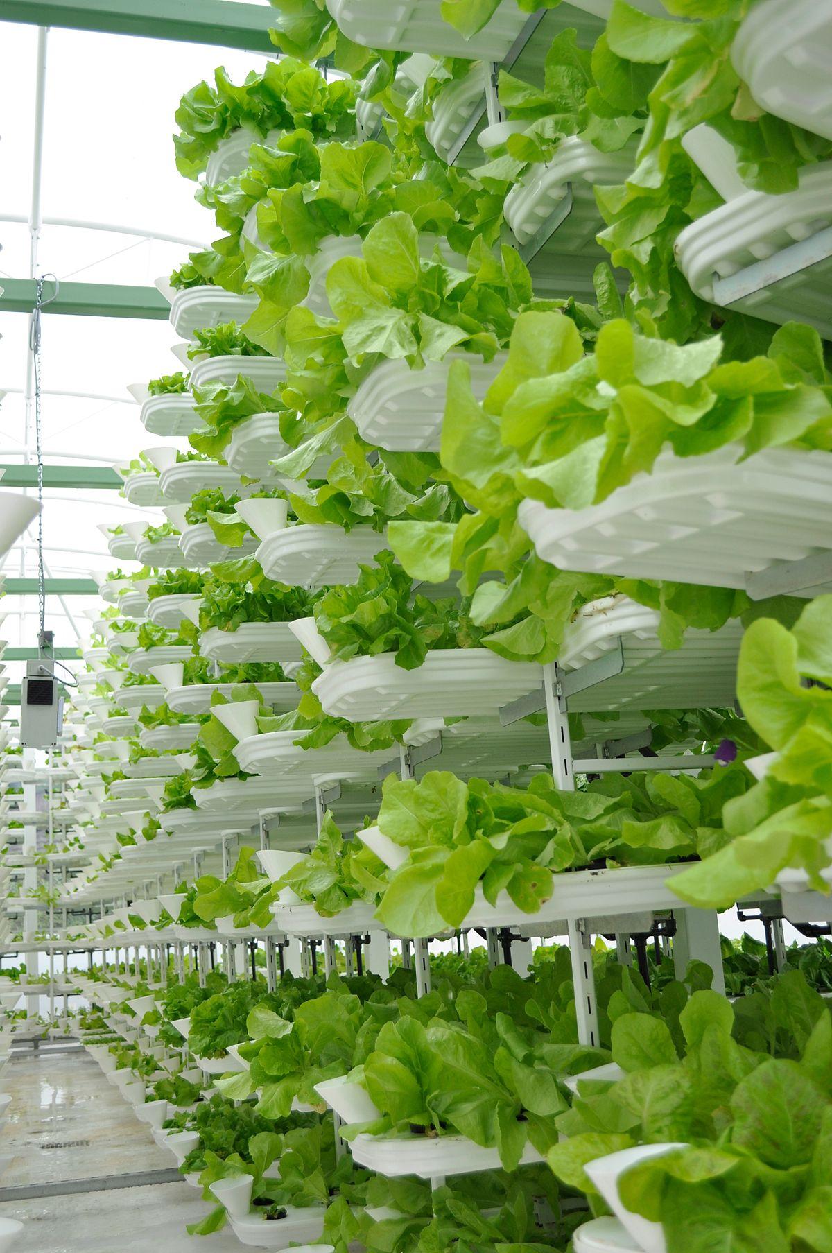 Vertical farming - Wikipedia