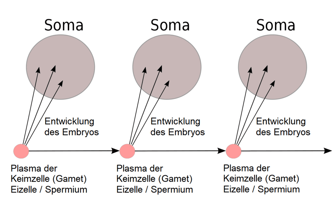 Lignée germinale — Wikipédia