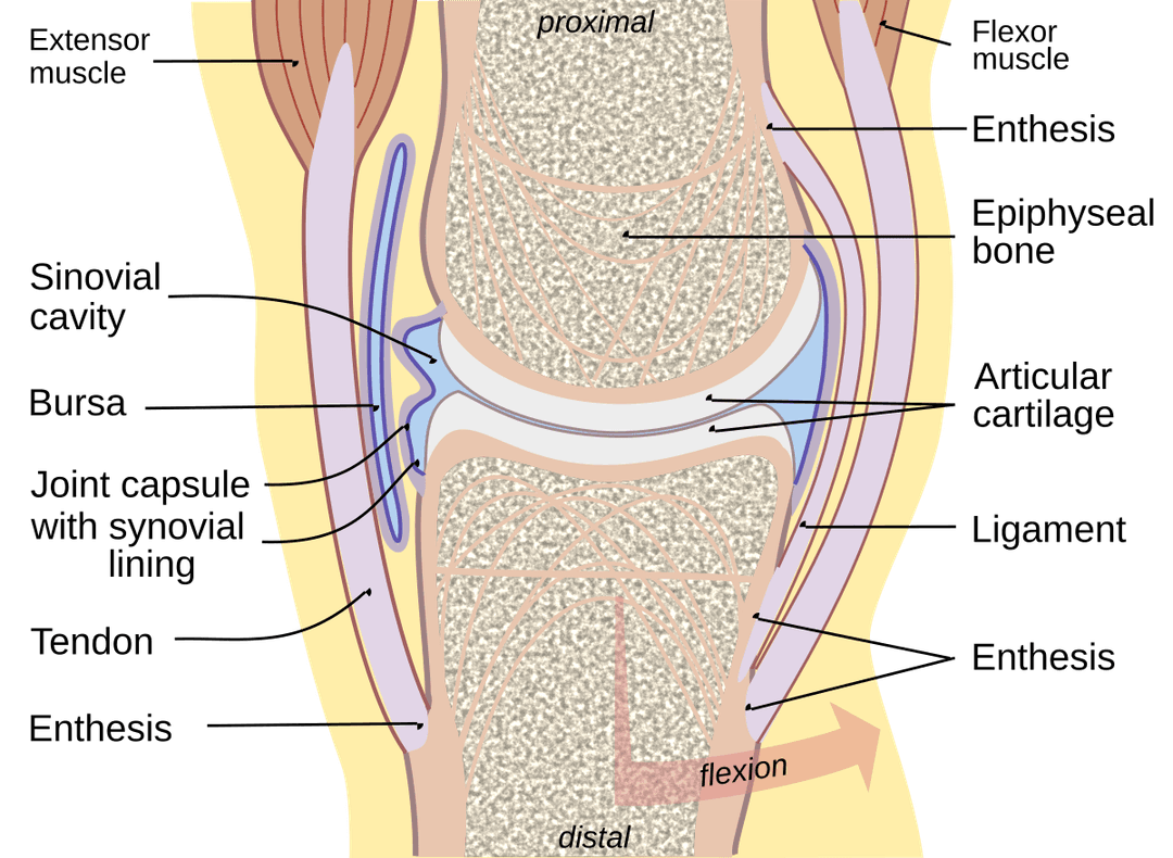 Synovial fluid - Wikipedia