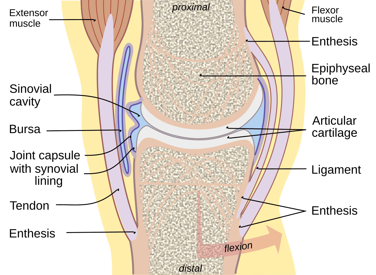 Synovial fluid - Wikipedia