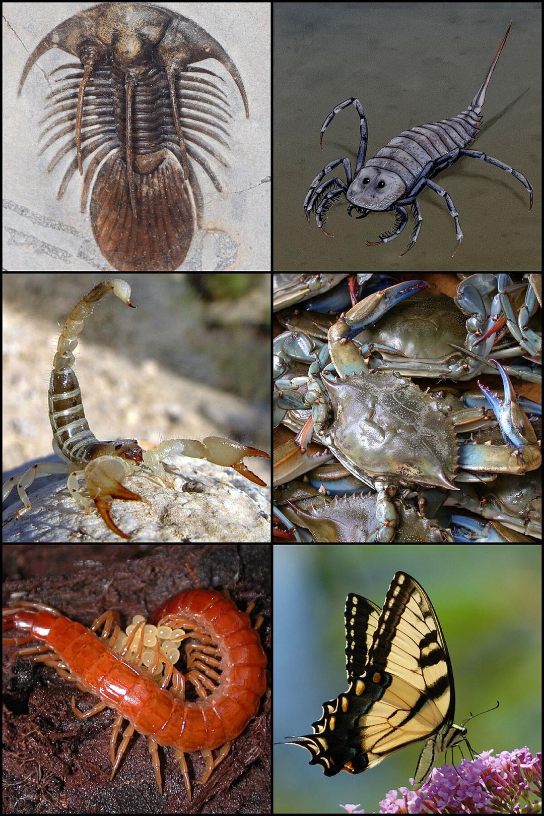 Arthropodes — Wikipédia