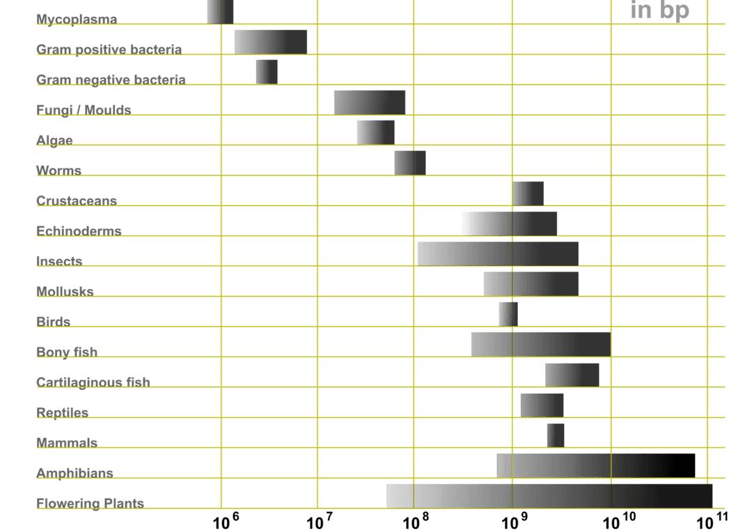 Genome size - Wikipedia