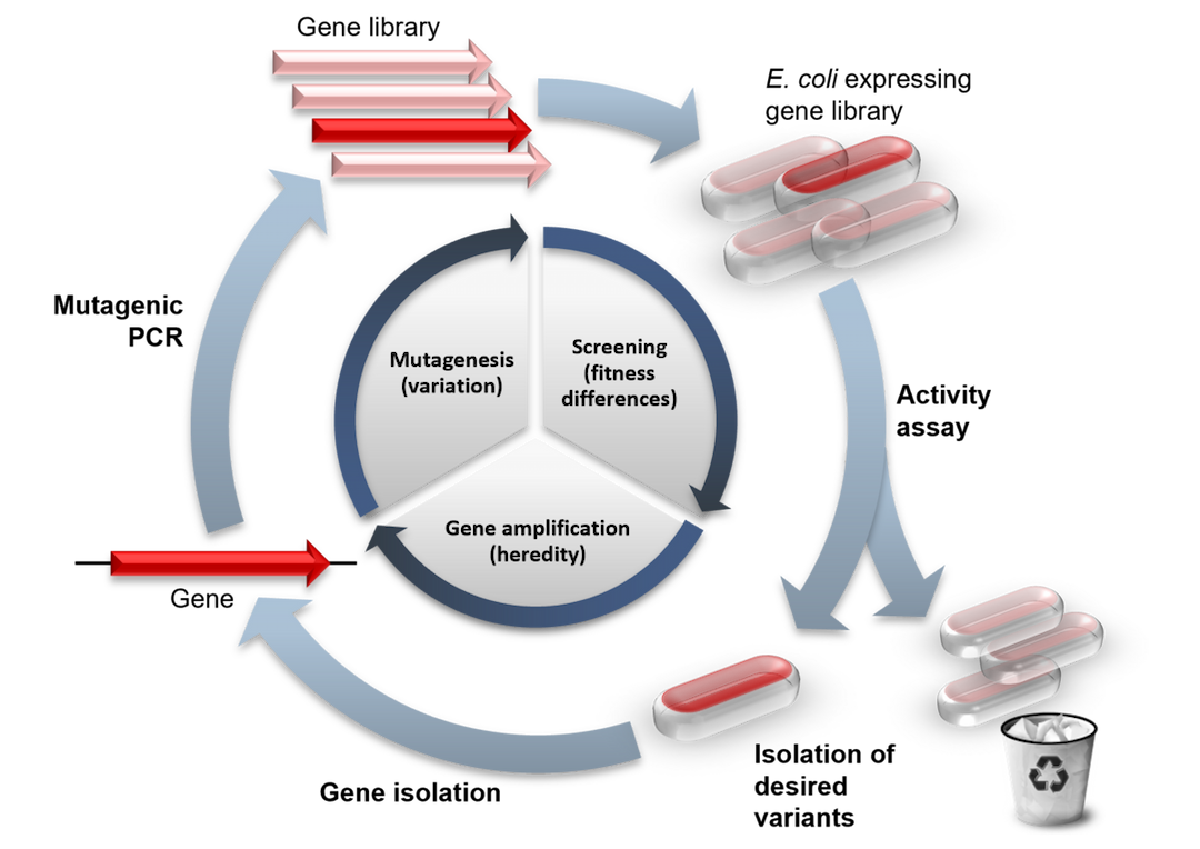 Directed evolution - Wikipedia