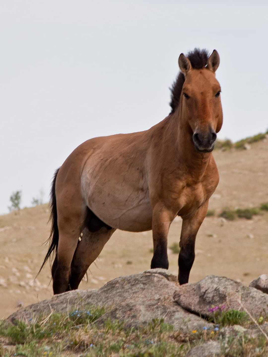 Equus ferus — Wikipédia