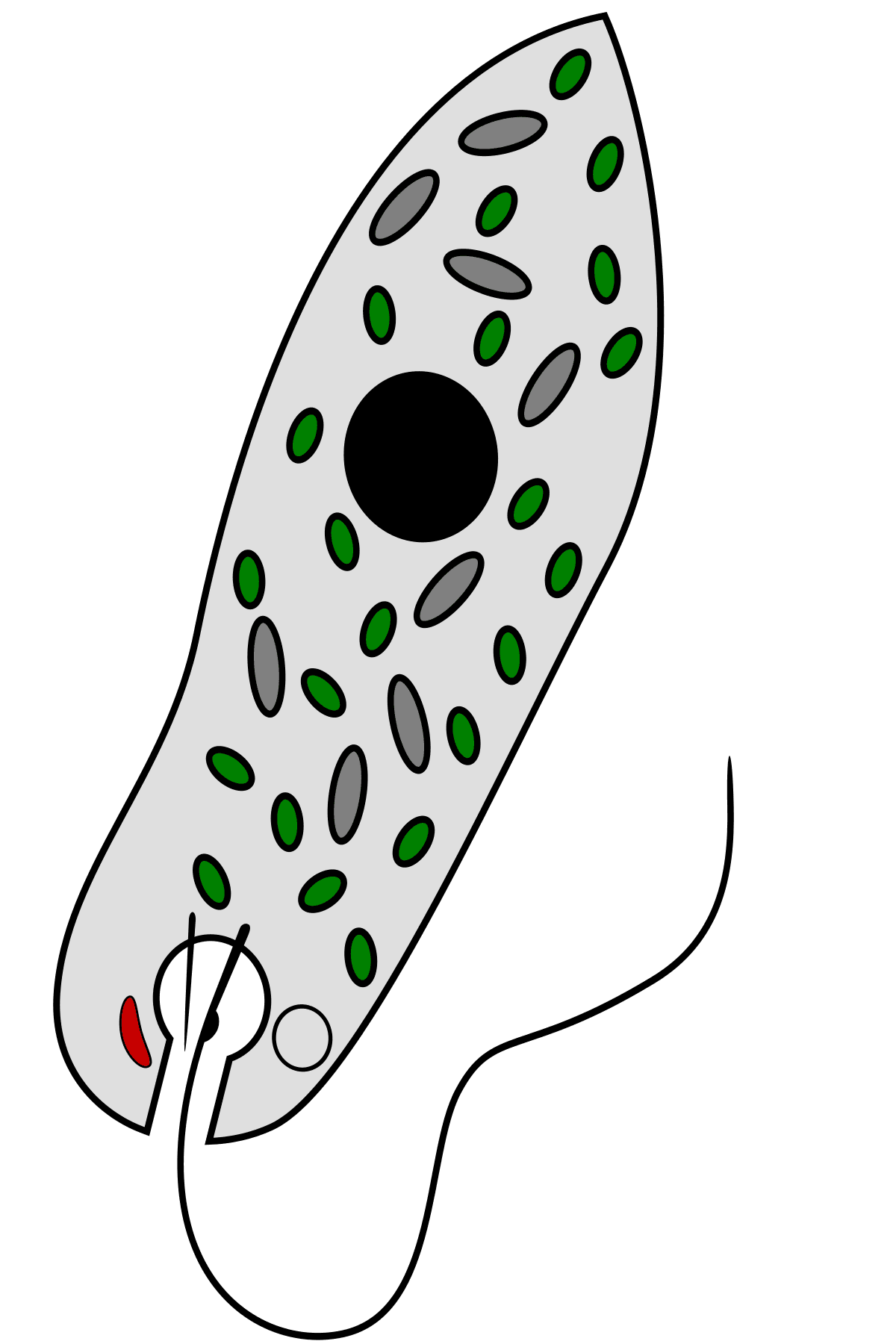 Euglenophyta — Wikipédia