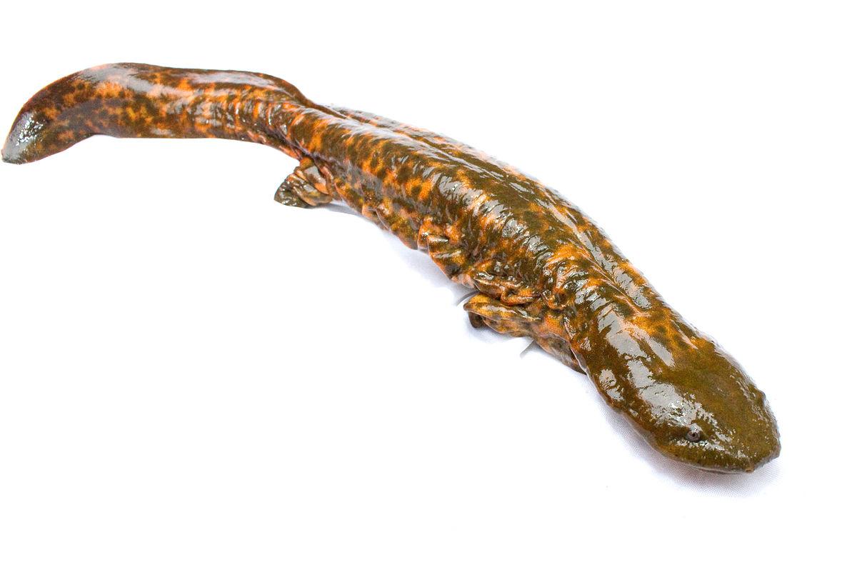 Hellbender - Wikipedia