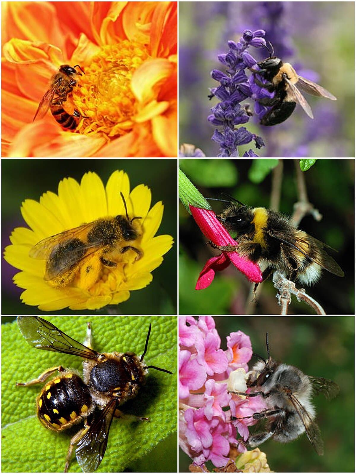 Abeille — Wikipédia