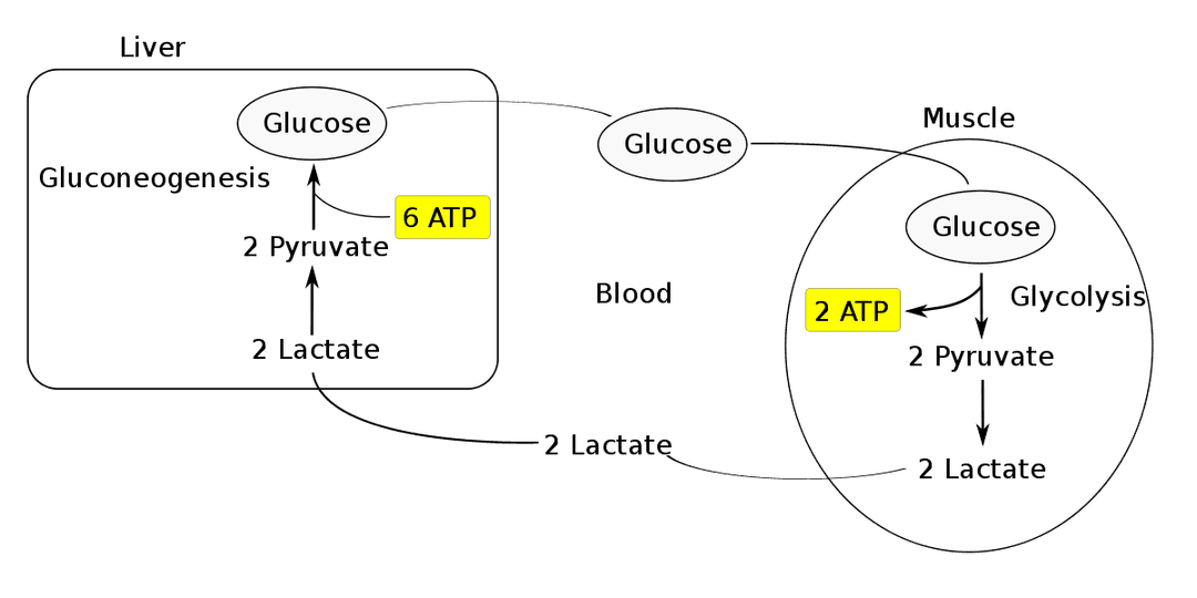 Cori cycle - Wikipedia