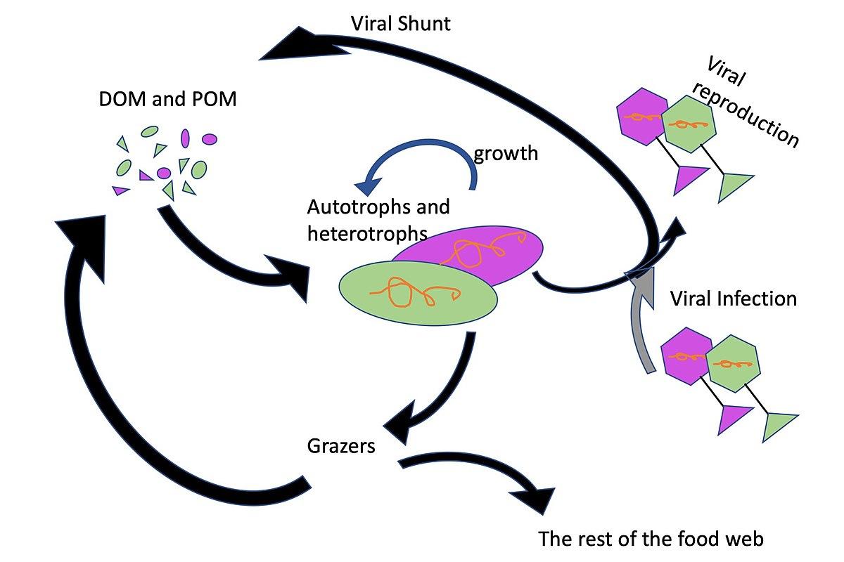 Viral shunt - Wikipedia