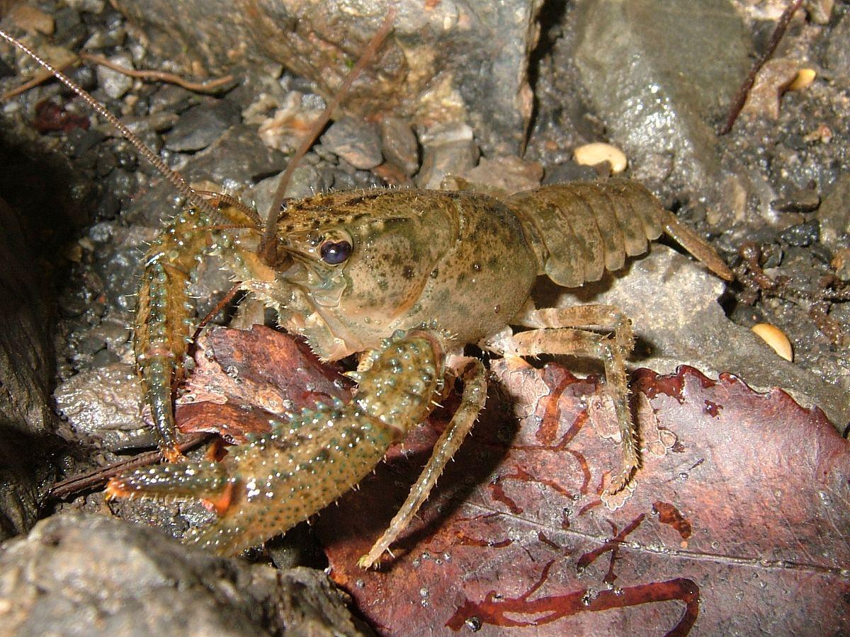 Crayfish - Wikipedia