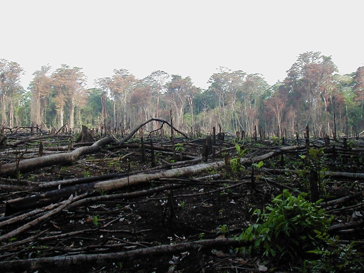 Déforestation — Wikipédia