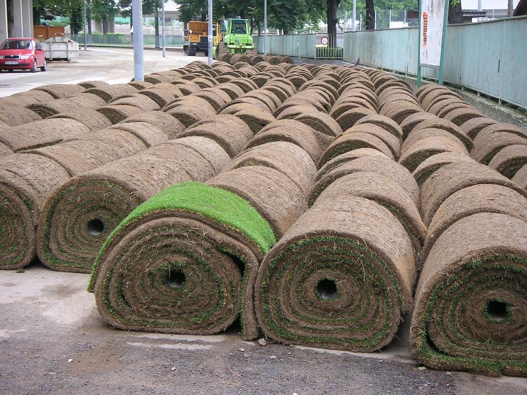Sod - Wikipedia