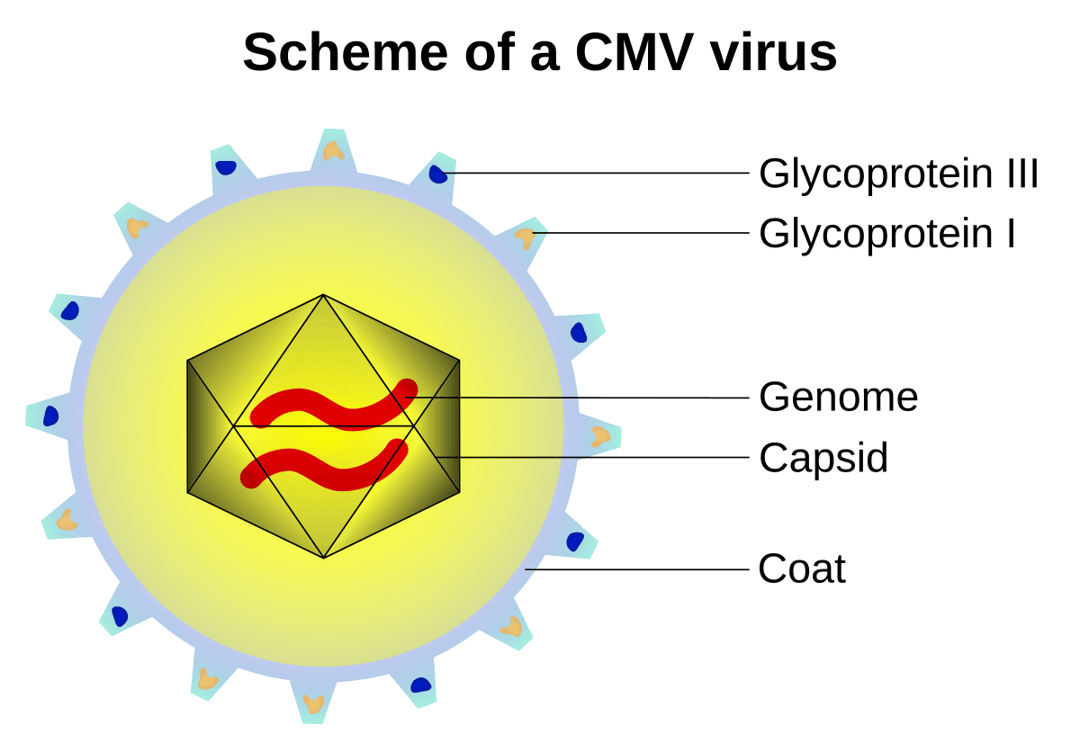 Capsid - Wikipedia